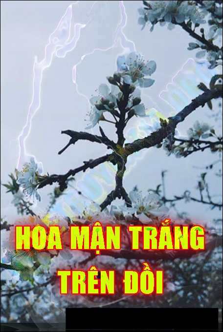 Hoa Mận Trắng Trên Đồi