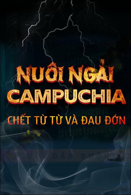 Nuôi Ngải Campuchia
